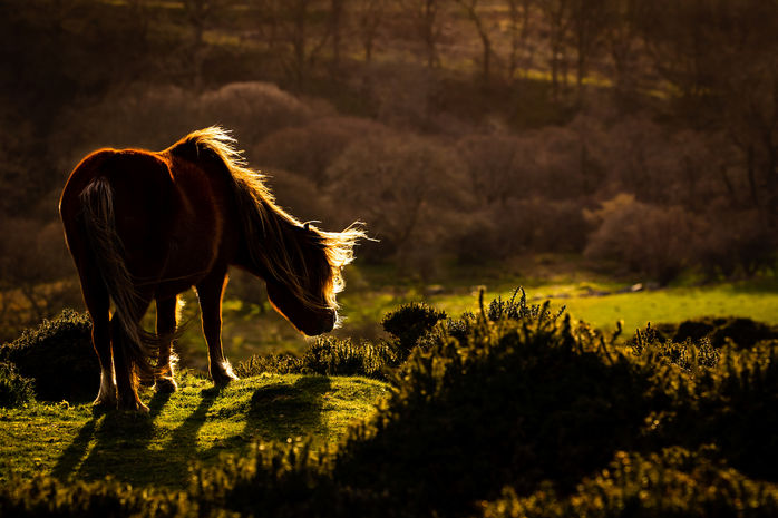 Mountain Pony-north wales-4475.jpeg