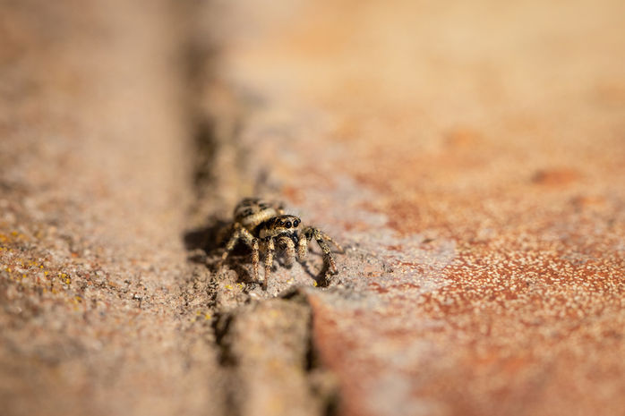 Beginners Macro-jumping spider-3930.jpeg
