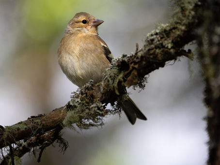 Wildlife sightings around Forsinard July 24