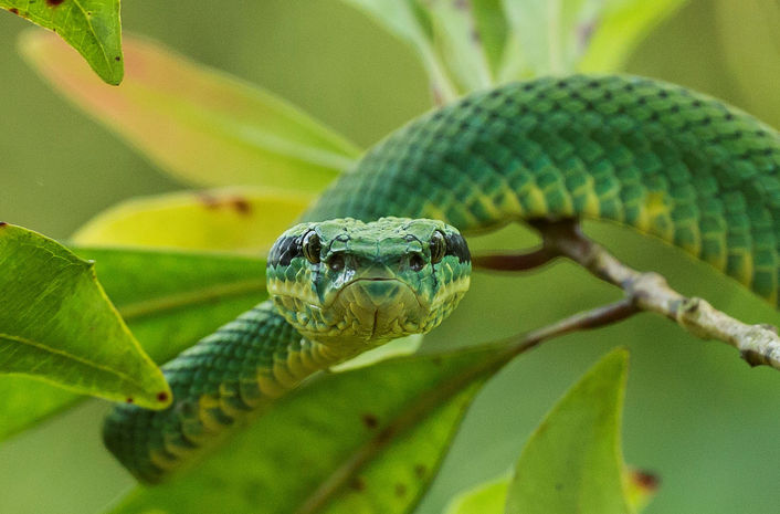 Sri Lanka green pit viper - Craspedocephalus trigonocephalus.jpeg