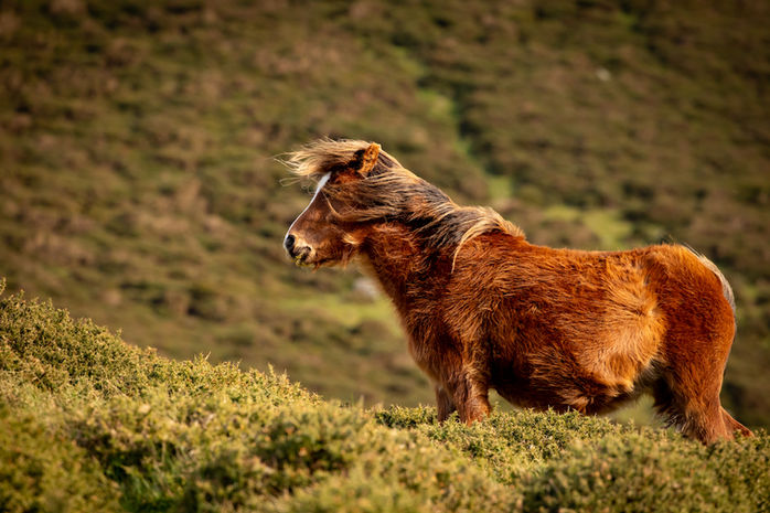 Mountain Pony-north wales-4369.jpeg