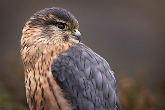 Close up of a Merlin