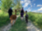 Certificat Cadeau - Visite et promenade guidée avec les alpagas