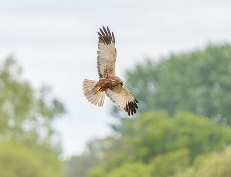 Marsh Harrier