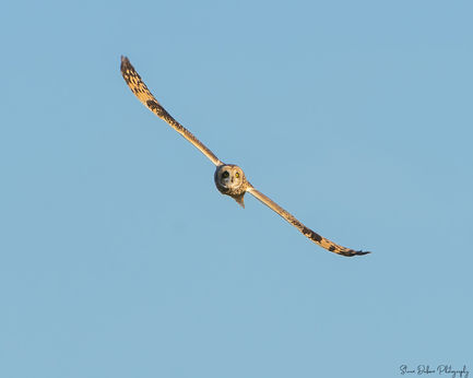 Short- eared owl