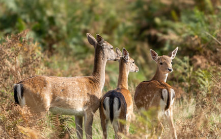 Doe