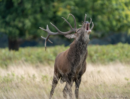 Stag