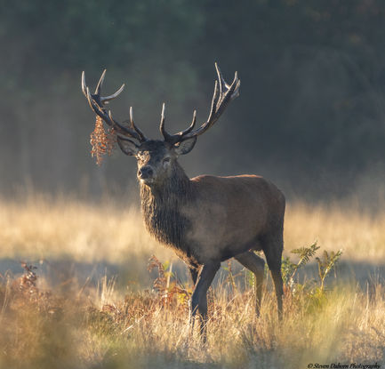 Stag