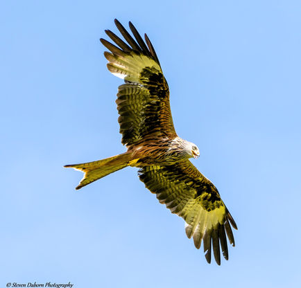 Red Kite