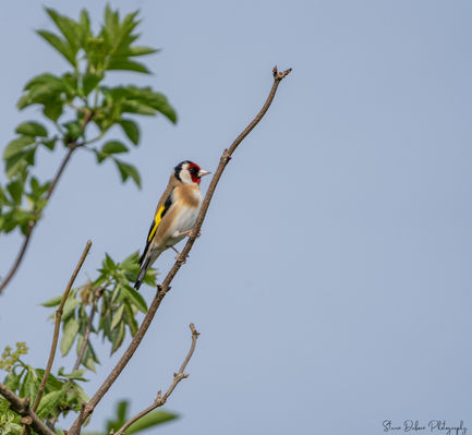 Goldfinch