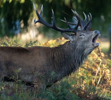 Stag