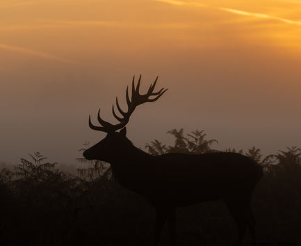 Stag