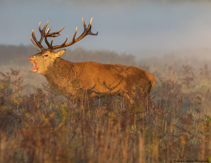 Stag