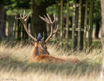 Stag