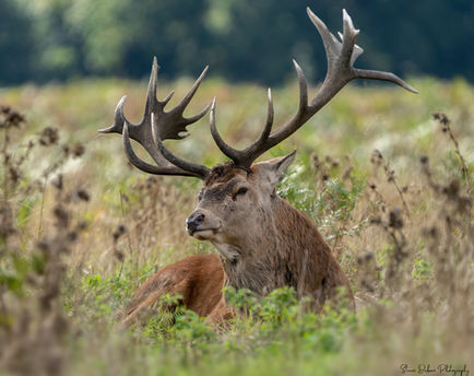 Stag