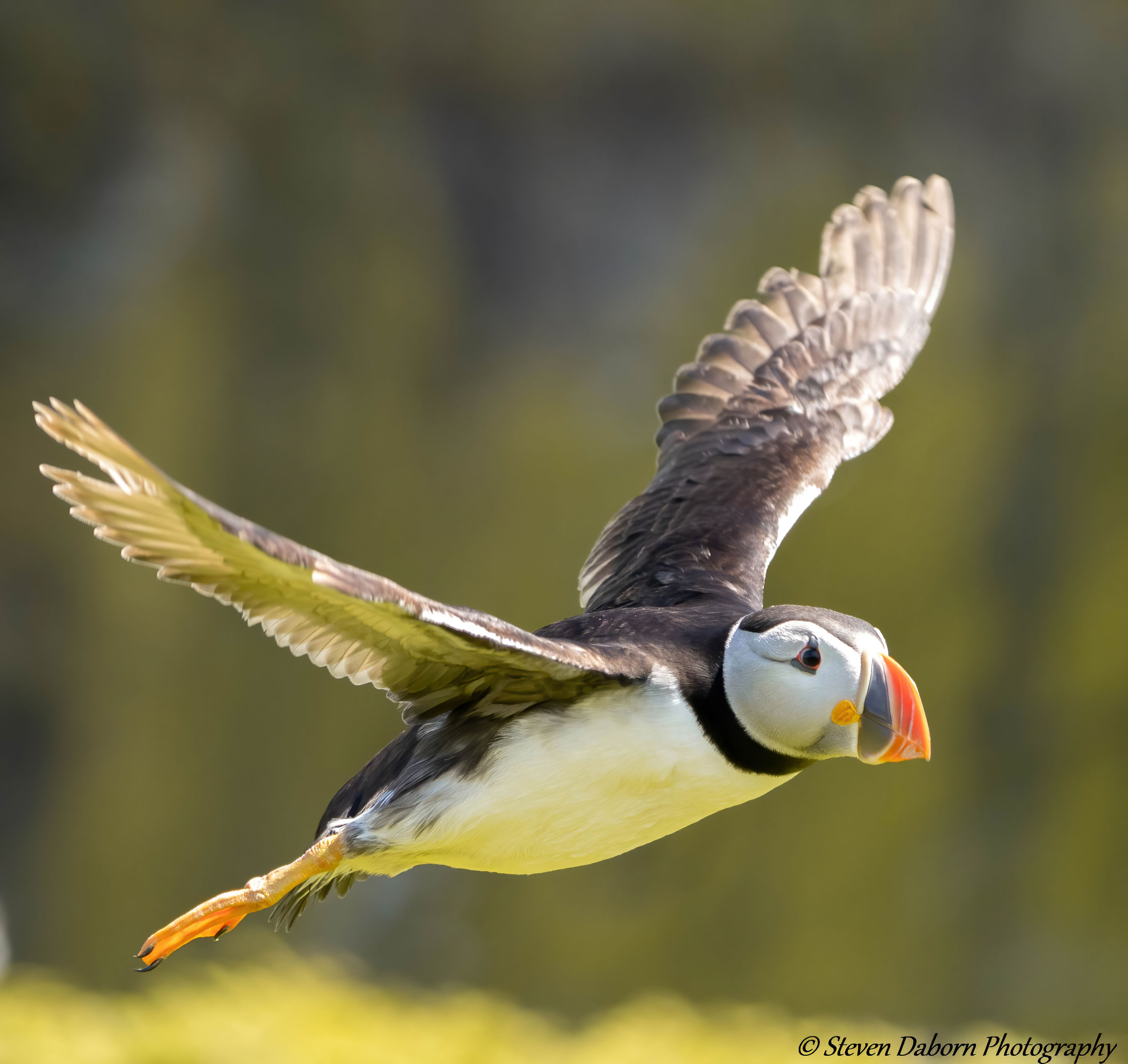 Puffin02