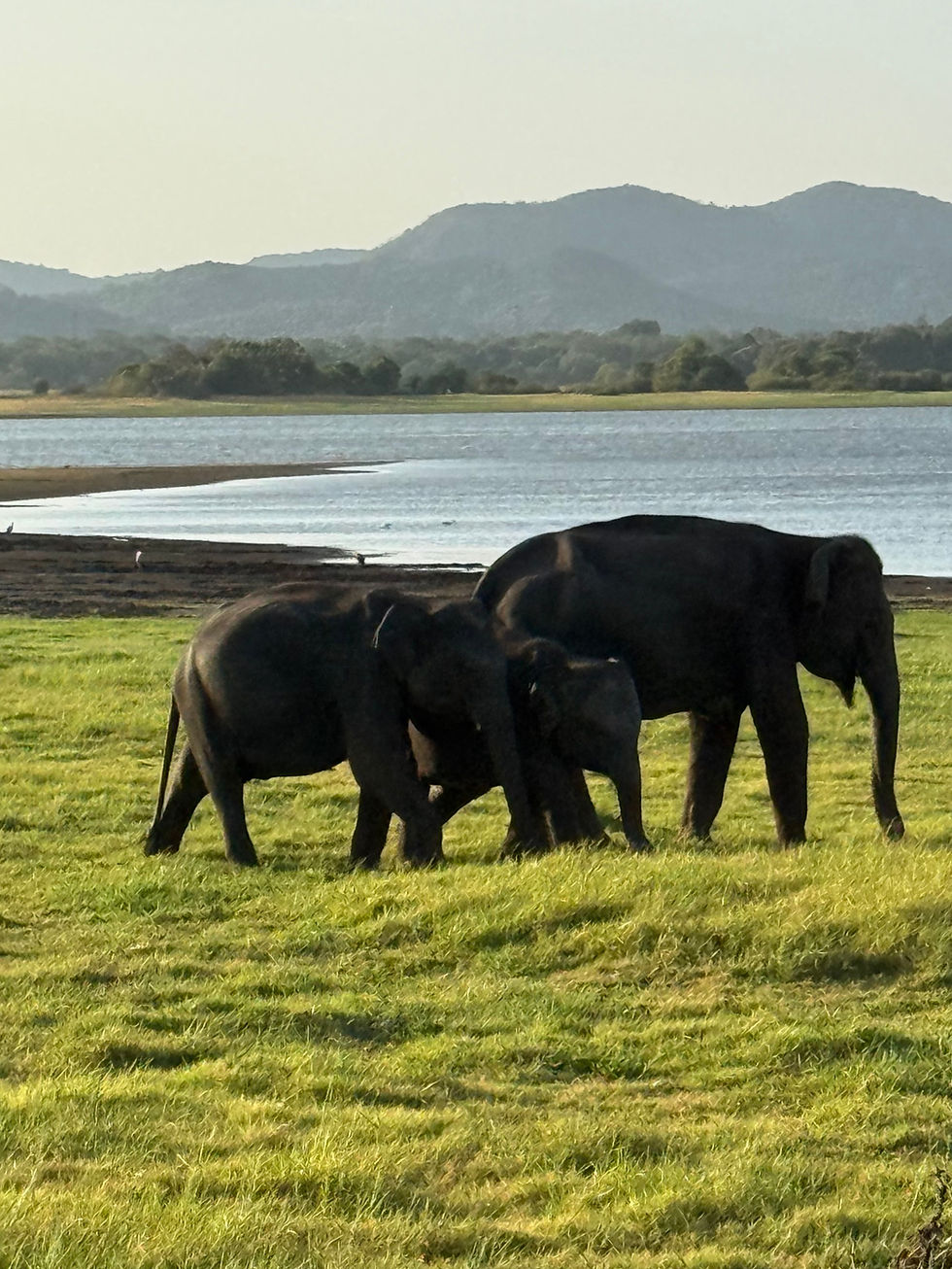 Three elephants graze on green grass beside a lake, with hazy mountains and trees in the background.