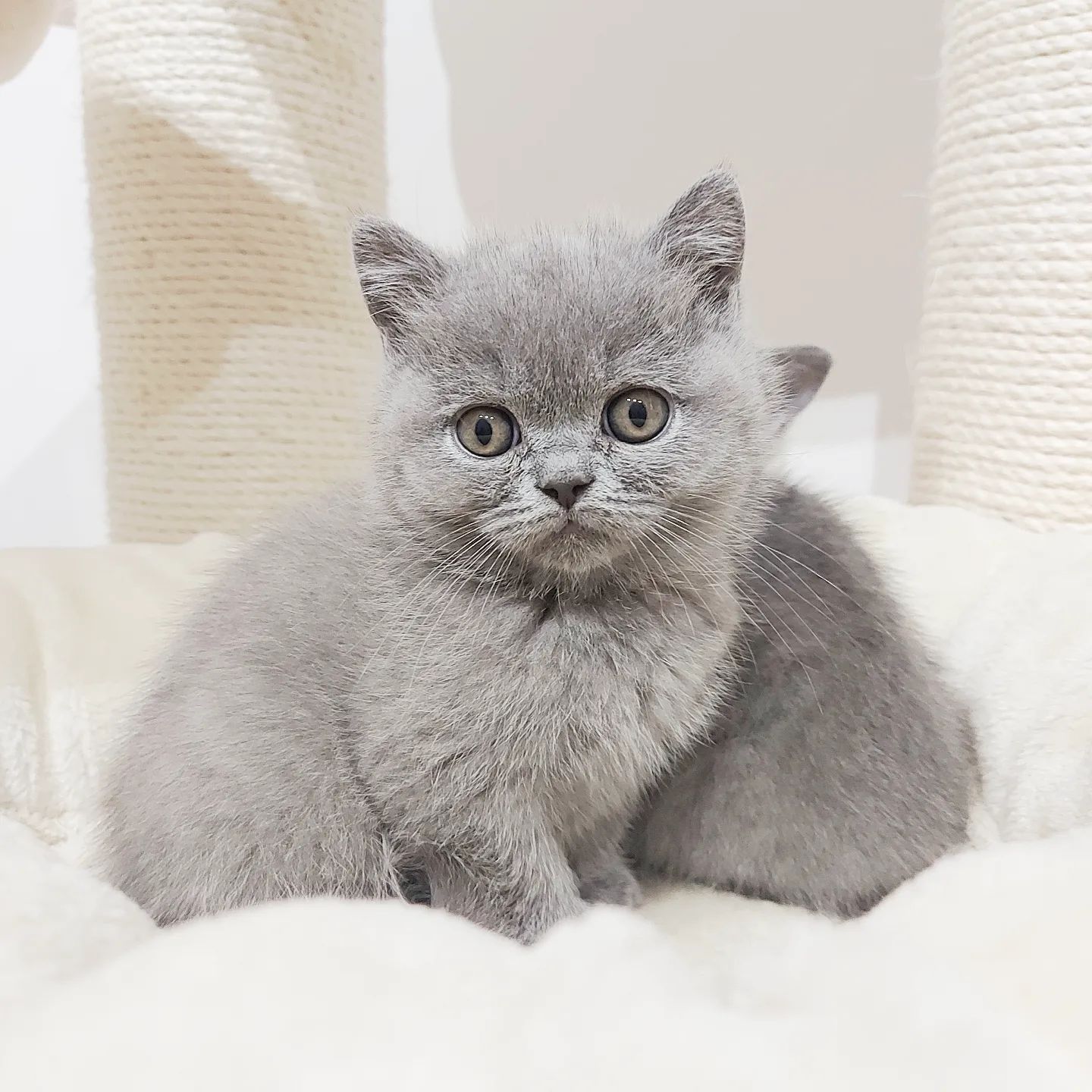 VERMITTELT Sir Silver von Royal Line