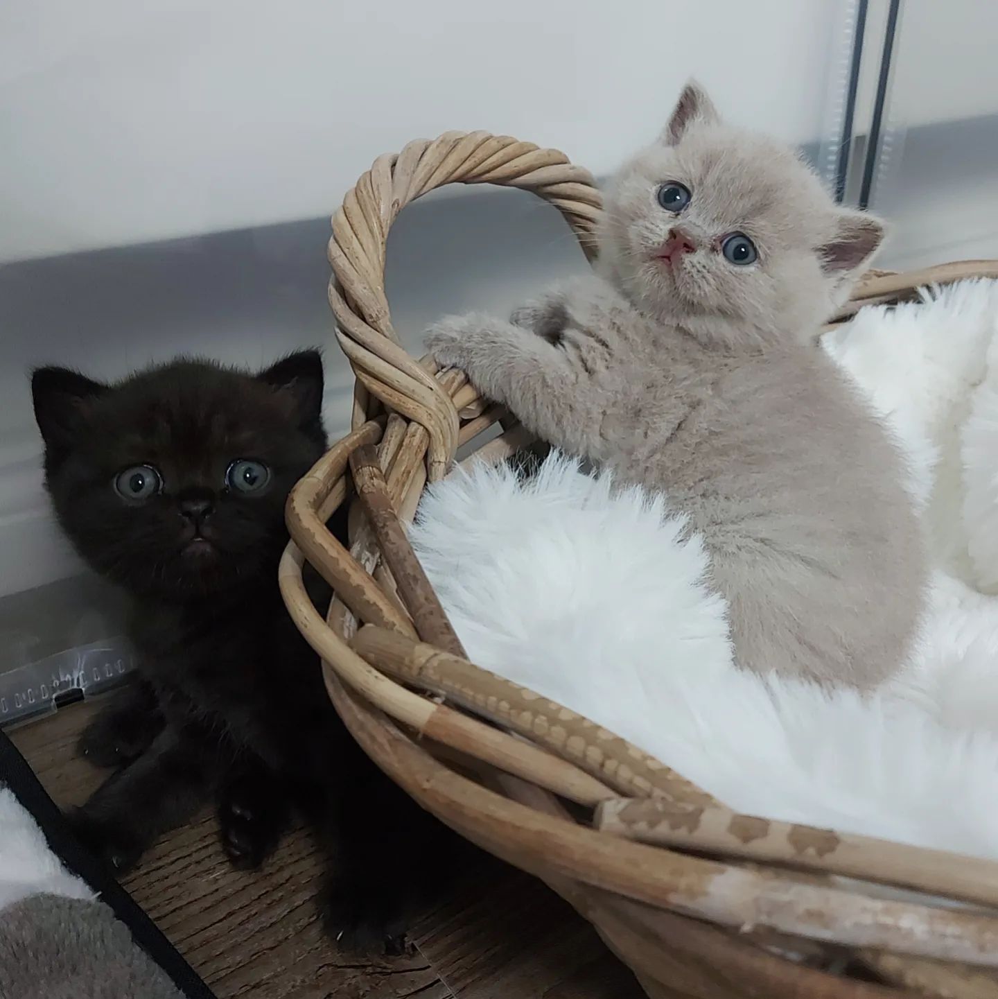 Fury & Slash von Royal Line Black & Fawn Kater