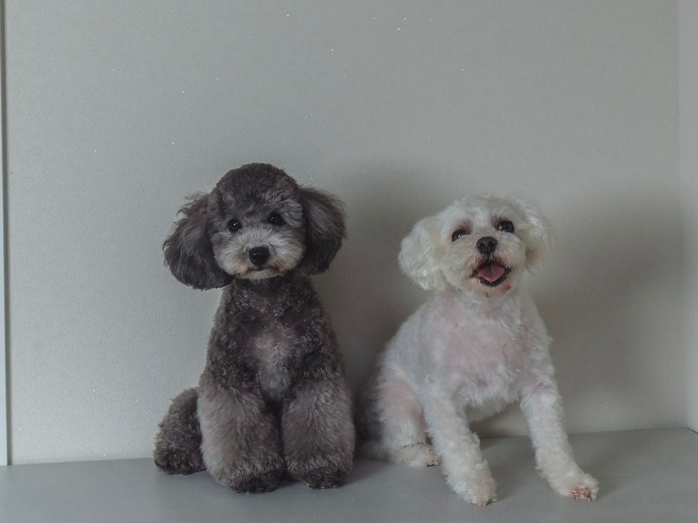 dog salon FETCHオープンのお知らせ🌼