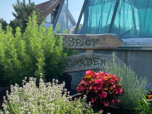 Пряні трави: використання їх та протипоказання