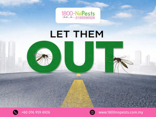 Mosquito Control Services: How to Protect Your Home from Dengue Risk