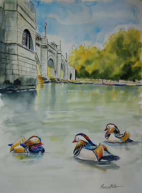 Mandarin Ducks in Richmond