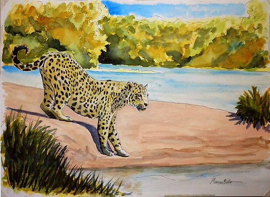 Pantanal - Leopard