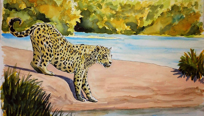 Pantanal - Leopard