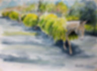 Donkeys on Saint Helena