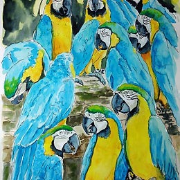 Blue and Gold Macaws