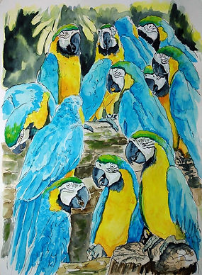 Blue and Gold Macaws