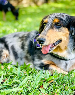 Pet Bording Honolulu