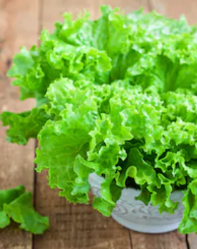 Lechuga Rizada.png