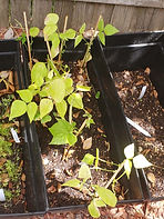 20200605_154358 (1).jpg