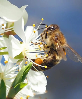 bee-on-cherry-blossom-1403010_960_720_edited.jpg