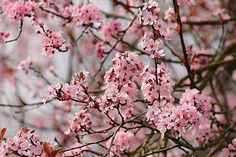 almond-tree-3308361_960_720.webp