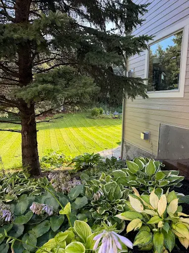 jerrys yard pic.webp