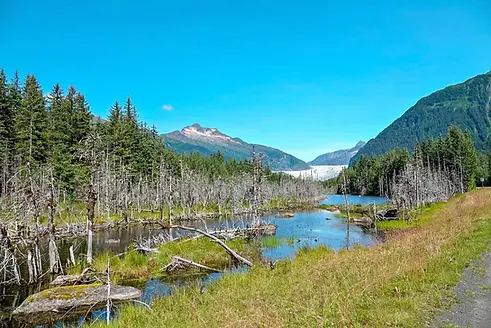 Mendenhall-Glacier-Bus-Walk.webp