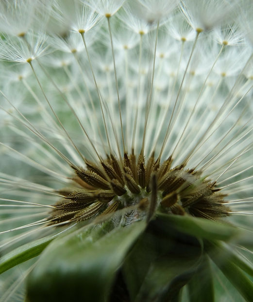 2nd highest res dandelion closeup.jpg