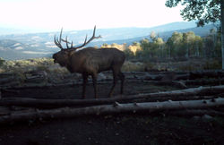 Game Cam Water Trough 072