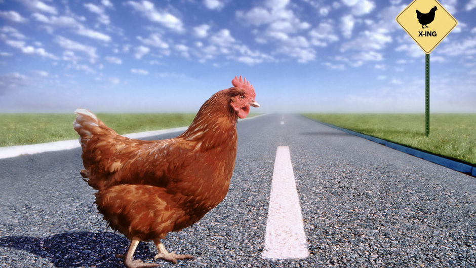 A chicken crossing the road