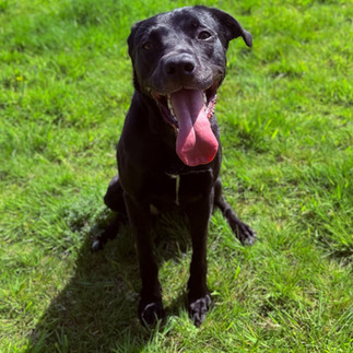 Meet Bea - This beautiful dog needs a new home. She is based in Norwich.