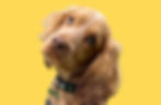 Super cute spaniel dog with big eyes is a Norwich client of experts in Dog Behaviour Project Better Dog