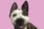 Project Better Dog client a Happy spotted and brindle dog with perked ears