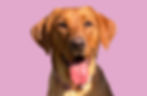 Labrador dog client of Project Better Dog Norfolk Dog Trainers