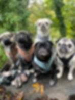 Group of pug dogs on a group walk by dog trainers Project Better Dog in North Burlingham in Norwich Norfolk