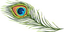 Peacock Feather Illus.png