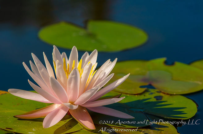 2018_DSC5235cp11-2x6-92PrintExtended2-3x