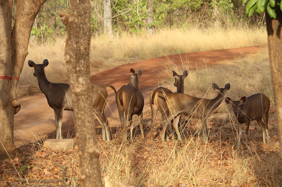 Five deer stand on a red dirt road in dry woodland, some facing away, with tall grass and trees in warm sunlight.